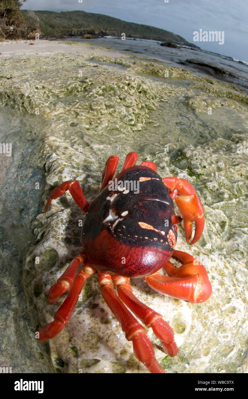 Granchio Rosso Gecarcoidea Natalis Gecarcinidae Famiglia Su Roccia Sulla Spiaggia Isola Di Natale Australia Foto Stock Alamy