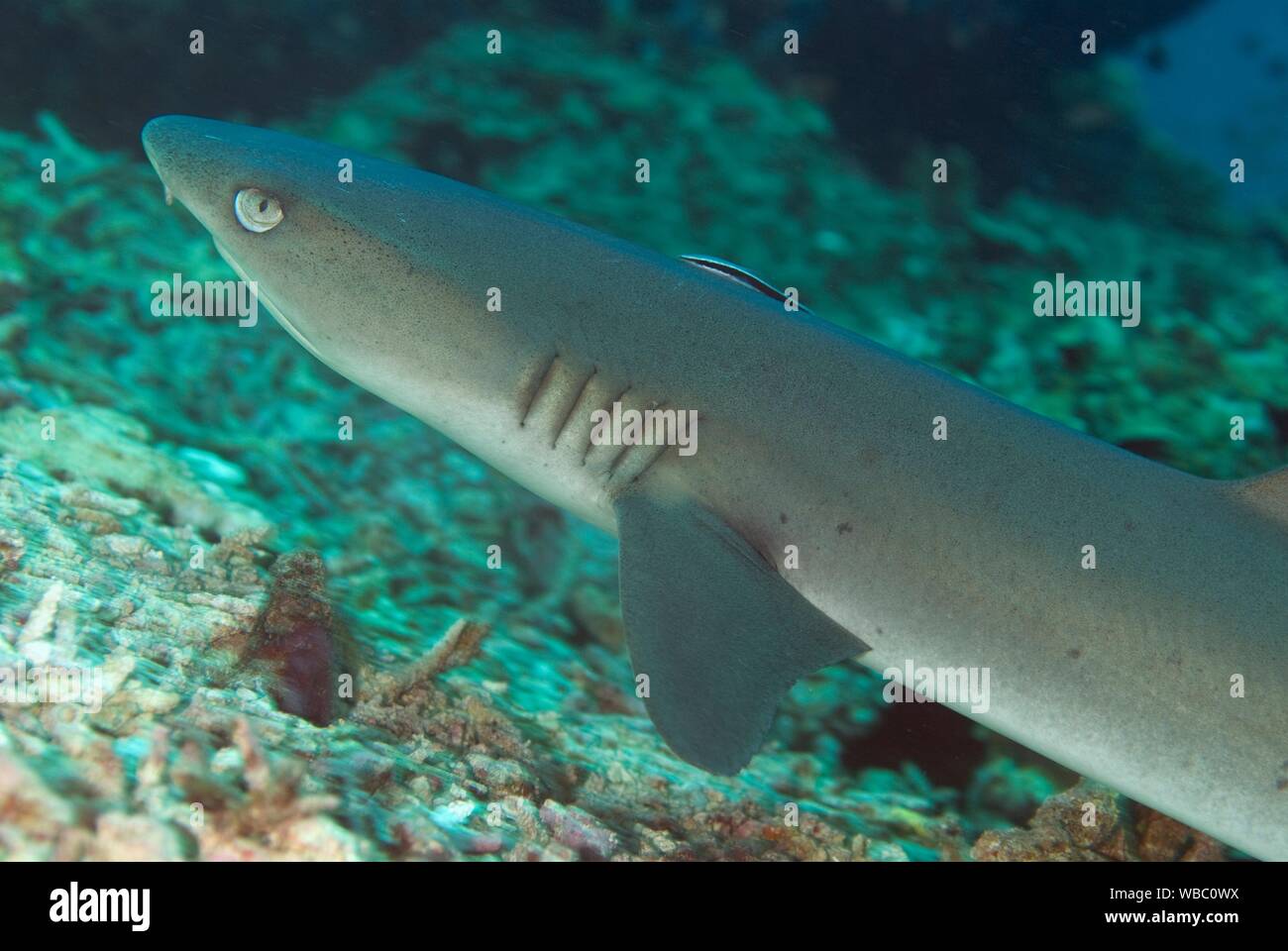 Whitetip Reef Shark (Triaenodon obesus, Carcharhinidae famiglia) con Sharksucker (Echeneis naucrates, famiglia Echeneidae), Staghorn Crest sito di immersione, Foto Stock