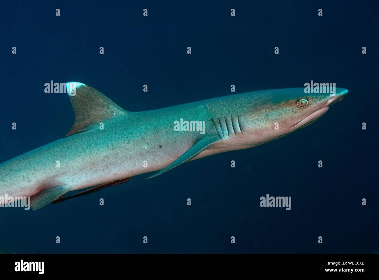 Whitetip Reef Shark (Triaenodon obesus, Carcharhinidae famiglia), Staghorn Crest sito di immersione, Sipadan Island, Sabah, Malaysia. Foto Stock