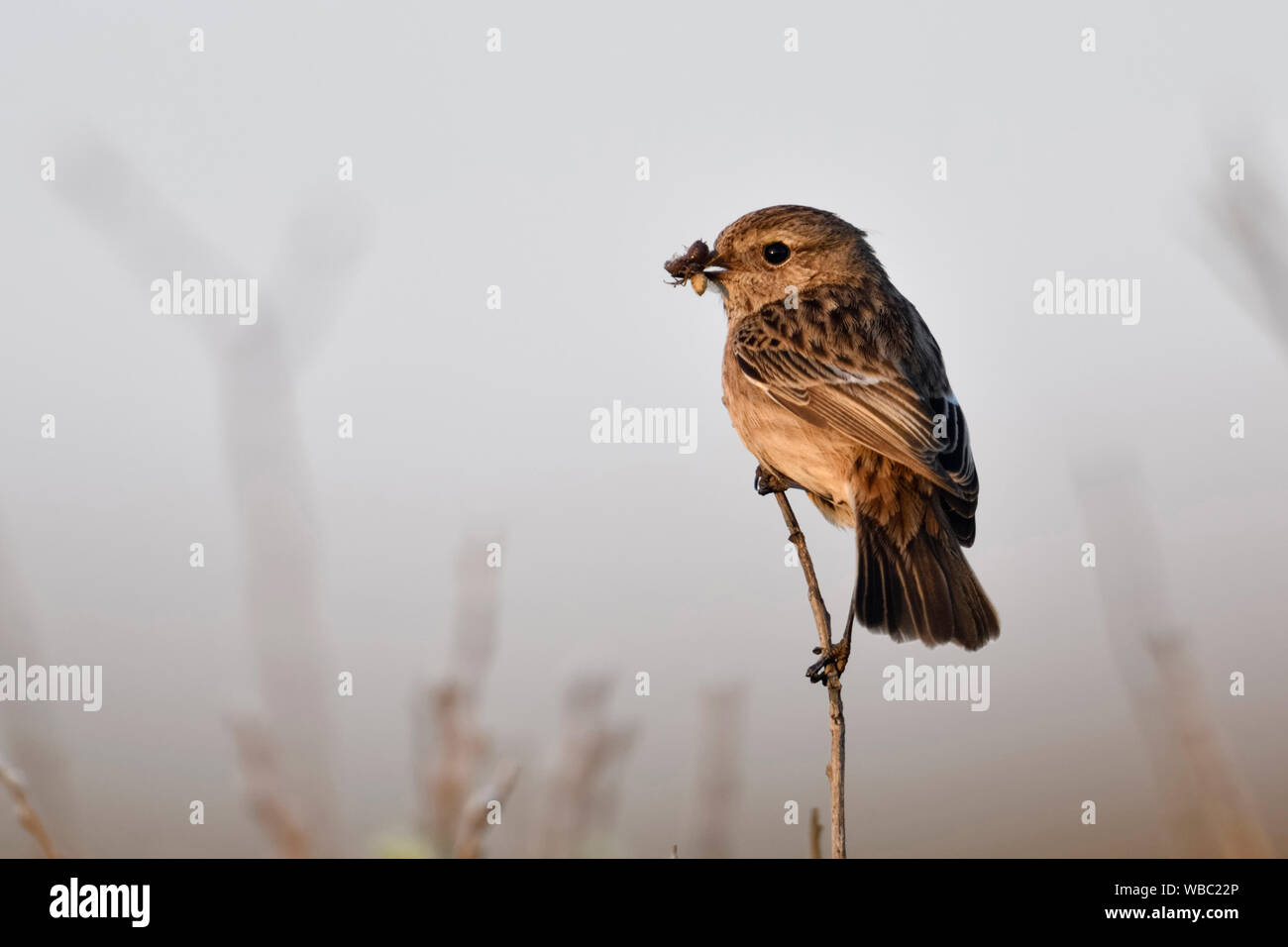 European Stonechat / Schwarzkehlchen ( Saxicola torquata ), femmina, arroccato sulla cima di un ramo, tenendo in preda a becco, ambiente tipico, terra aperta, Foto Stock