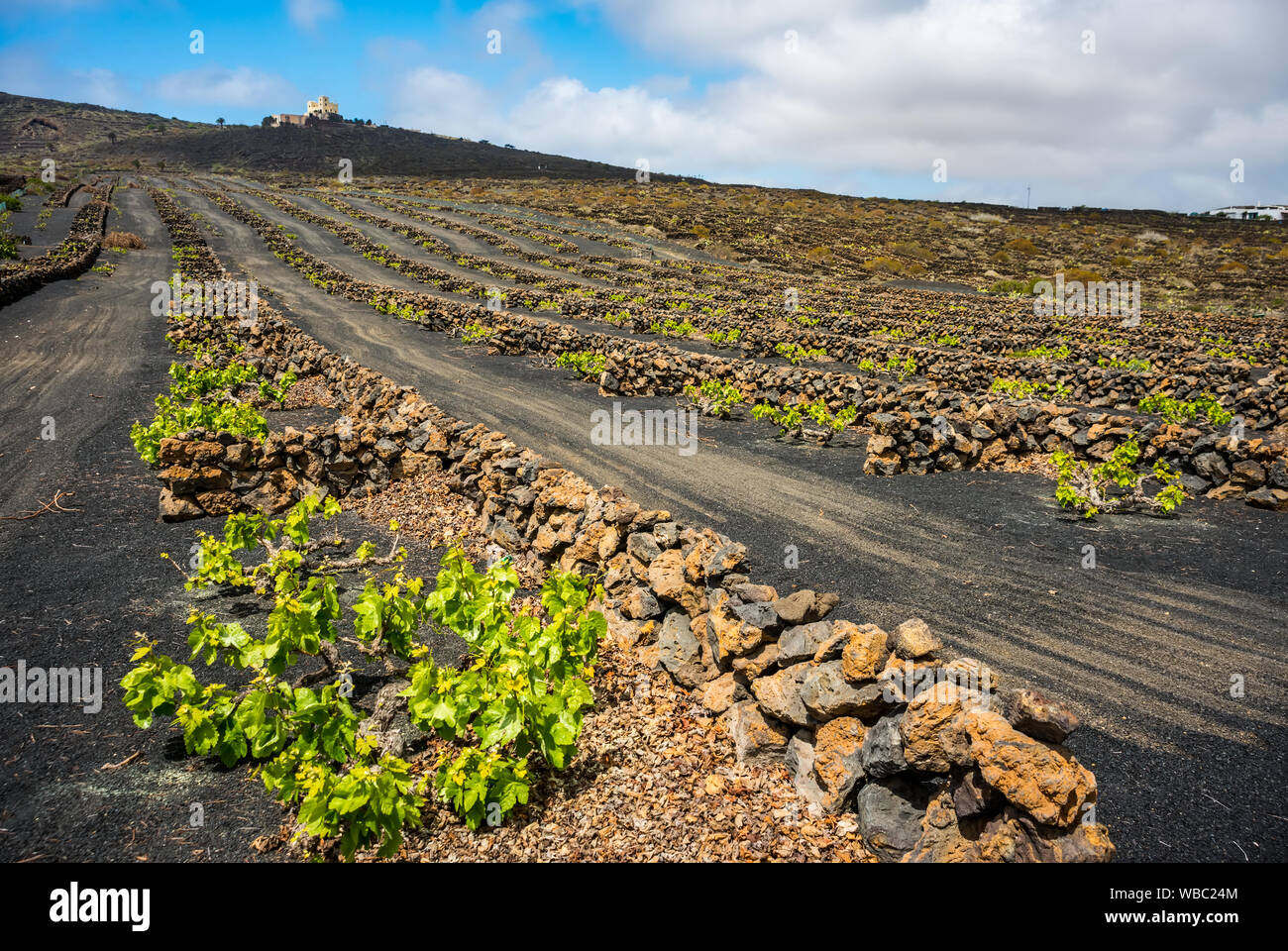Lo straordinario paesaggio con vigneti di origine vulcanica. Vino tradizionale produzione di Lanzarote. Isole Canarie. Spagna Foto Stock