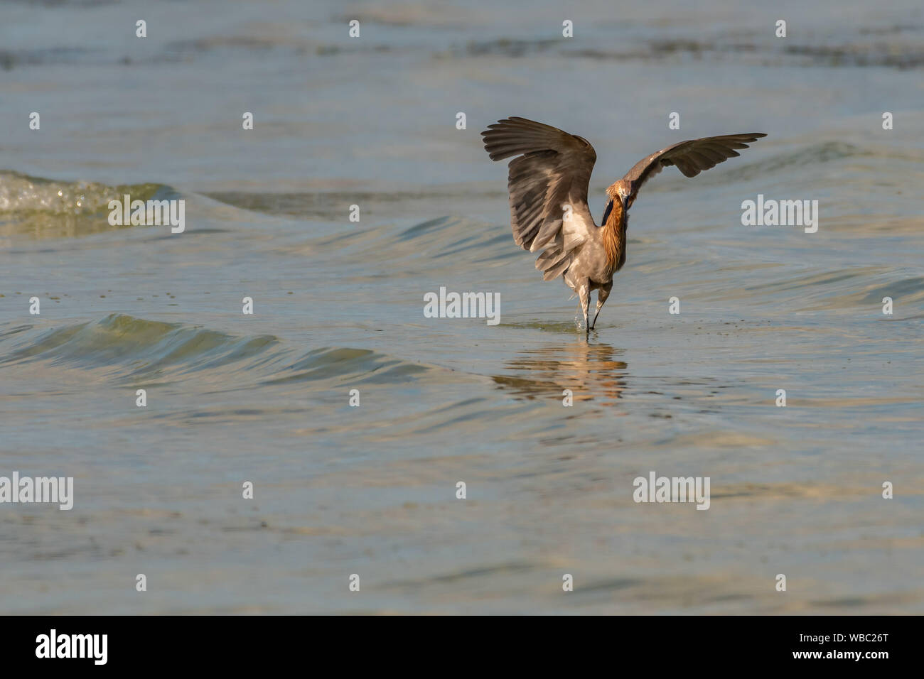 Garzetta rossastra wading in acqua sbattimenti le sue ali cercando di catturare pesci Foto Stock