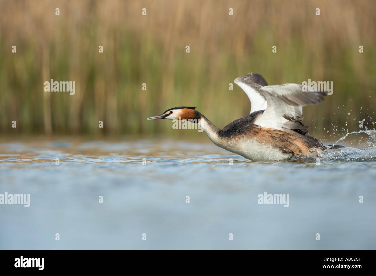 Svasso maggiore / Haubentaucher ( Podiceps cristatus ) in fretta, sbattimenti le sue ali, tenendo fuori da un tratto di acqua, a caccia di un rivale, Europa Foto Stock