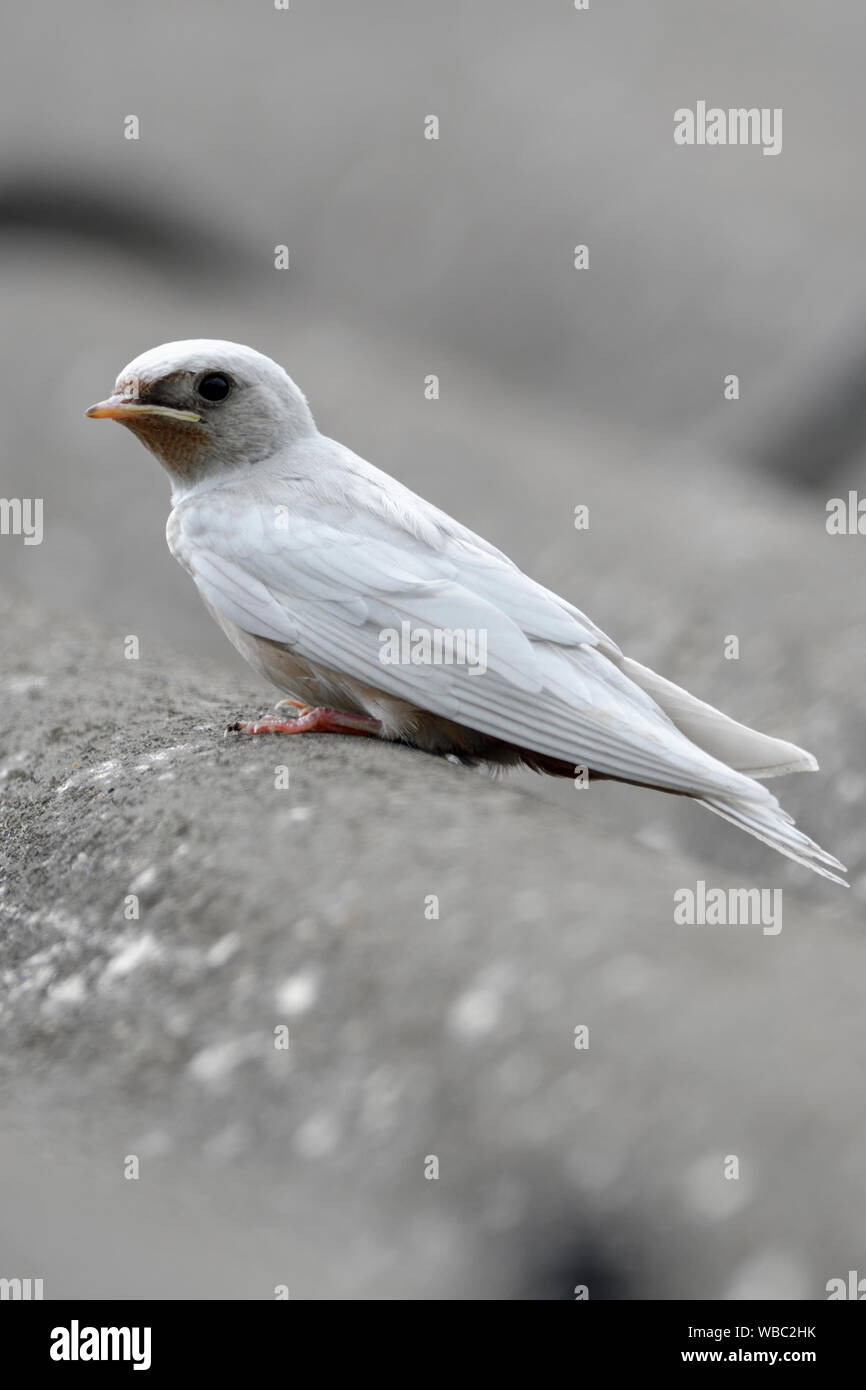 Barn Swallow / Rauchschwalbe ( Hirundo rustica ), fledged, mutazione genica, piumaggio bianco, leucistic, leucism, arroccato insieme con un adulto su un tetto. Foto Stock