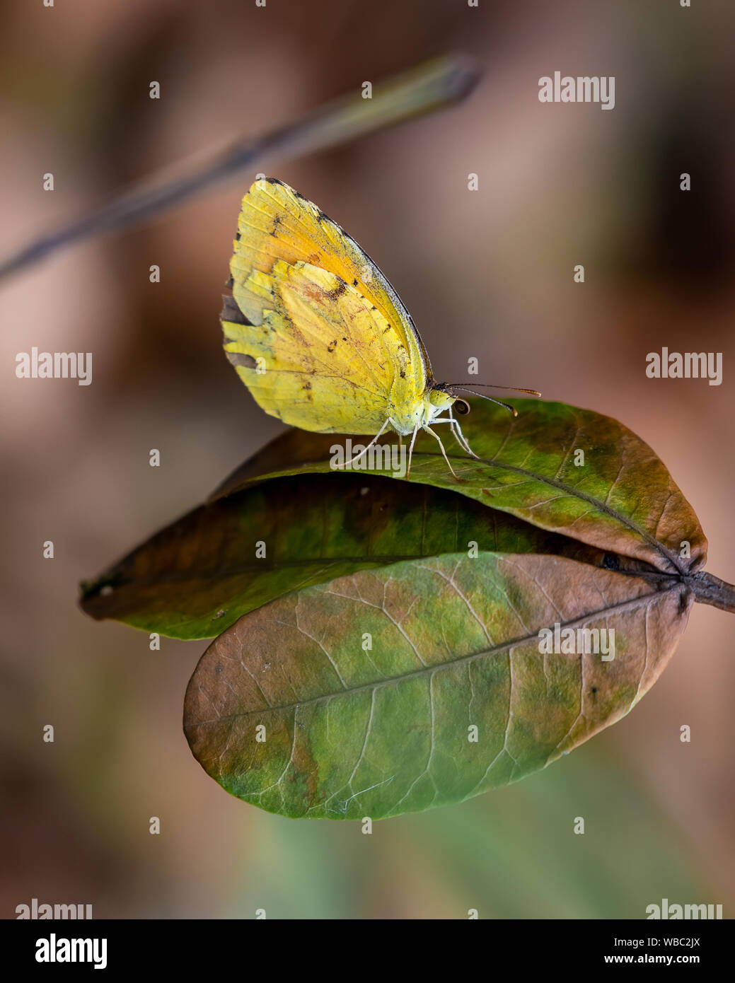 Giallo zolfo butterfly si siede su una foglia - Florida Foto Stock