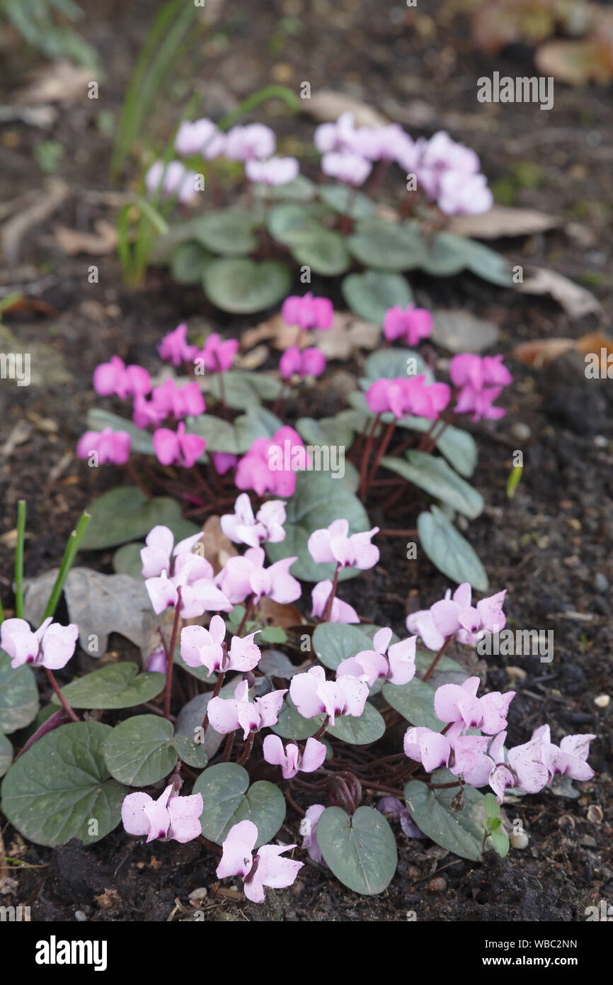 Cyclamens rosa e ciclamino coum fiori in un giardino Foto Stock