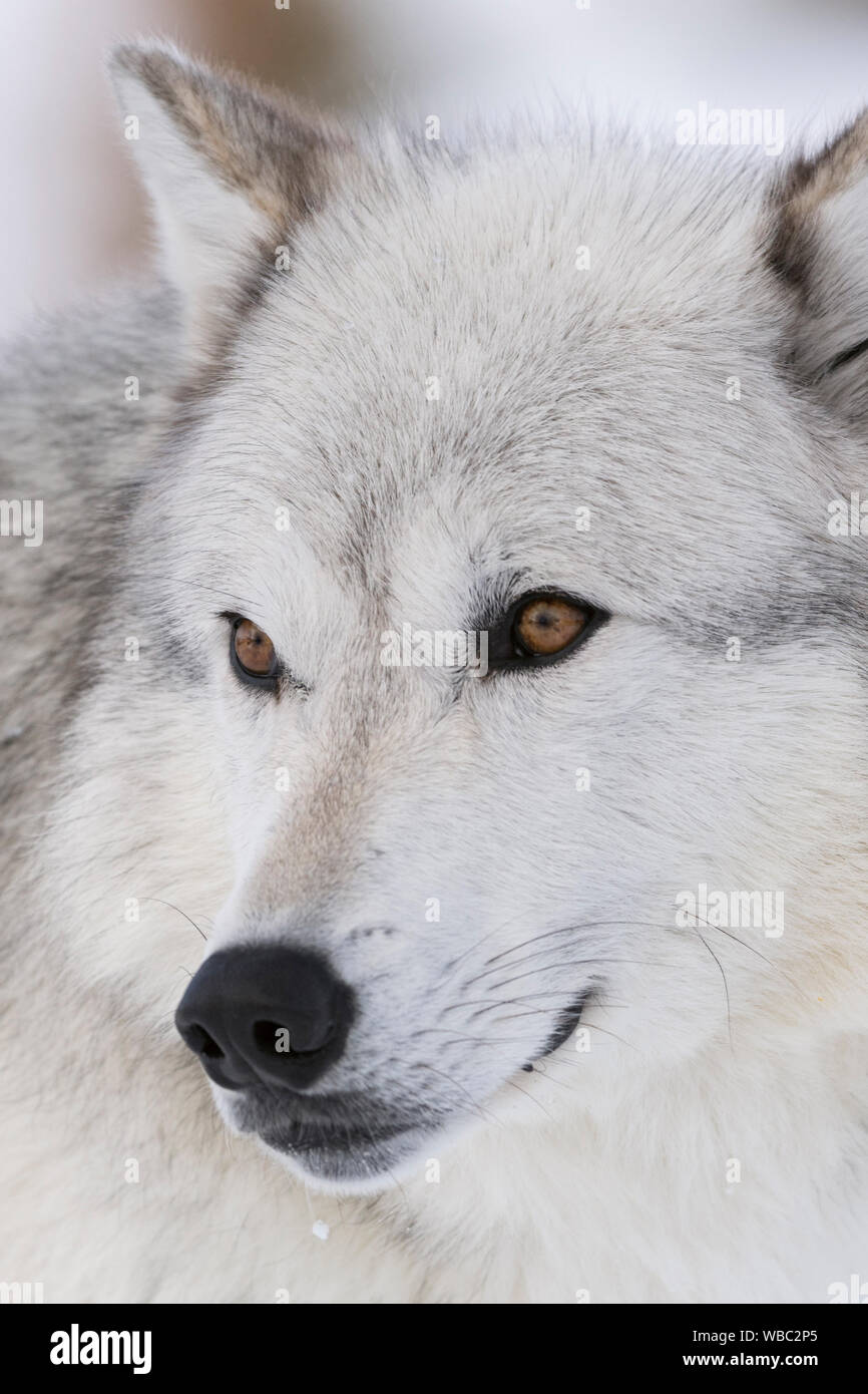 Lupo grigio / Grauwolf (Canis lupus) in inverno, dateilled close-up, headshot, bella ambrata occhi, captive, area di Yellowstone, Wyoming negli Stati Uniti. Foto Stock