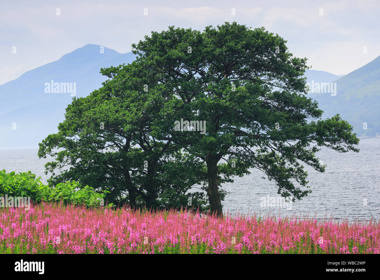 Di Pino silvestre (Pinus sylvestris). Struttura ad albero singolo e fioritura Fireweed accanto a Loch. Highlands scozzesi, Scozia, Gran Bretagna Foto Stock