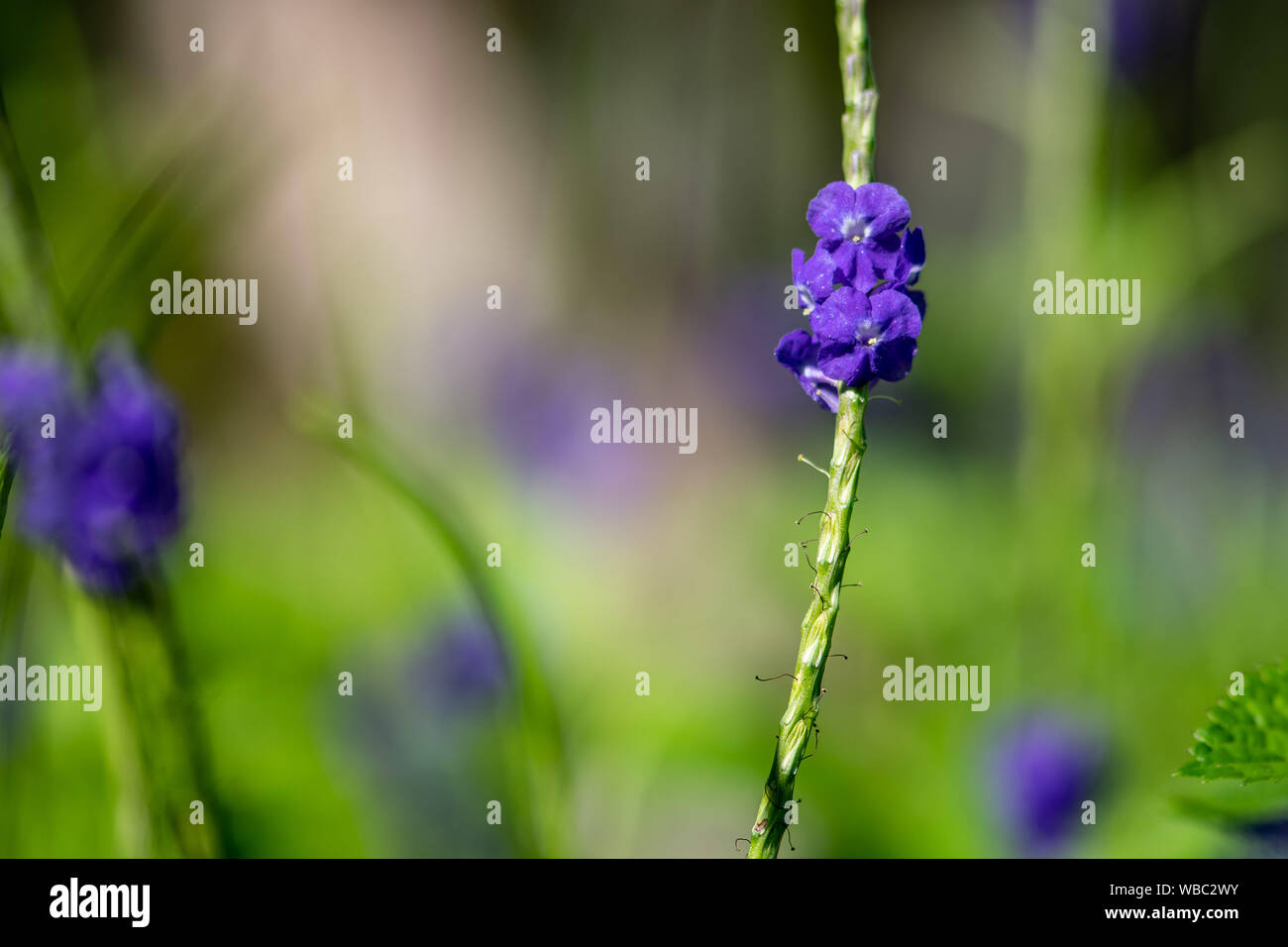 Porterweed blu - viola di fiori selvatici in Florida Foto Stock
