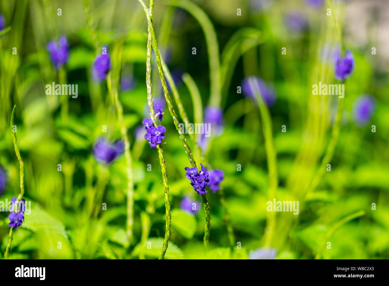 Campo del portiere azzurro-erbaccia fiori - viola di fiori selvatici in Florida Foto Stock