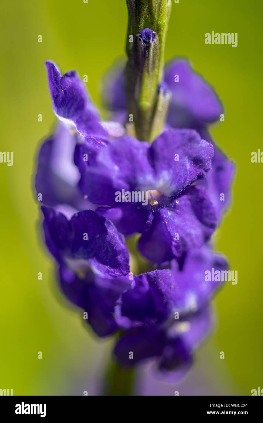 Porterweed blu - viola di fiori selvatici in Florida Foto Stock