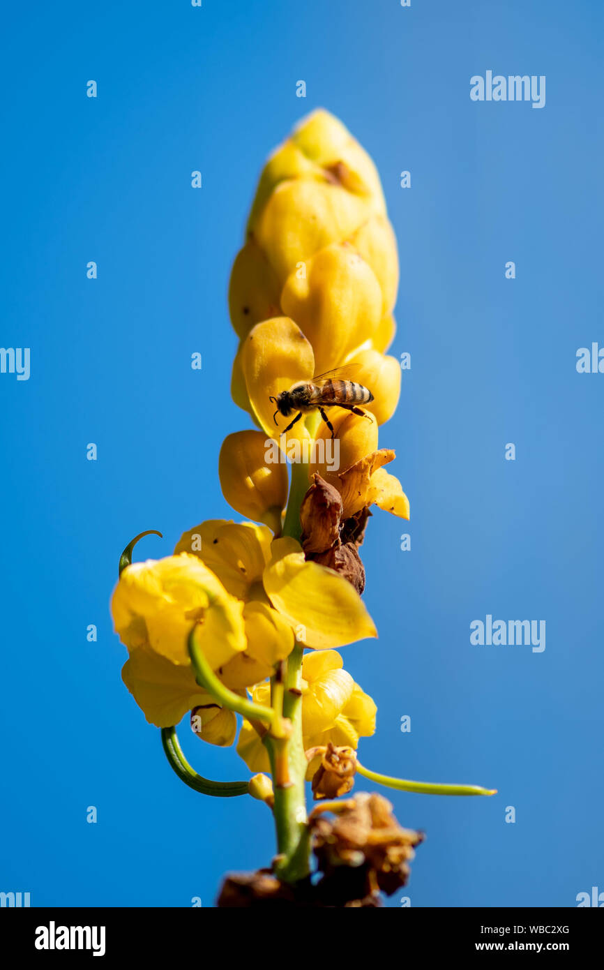 Candelabro (Cassia senna) - fiori gialli con un'ape Foto Stock