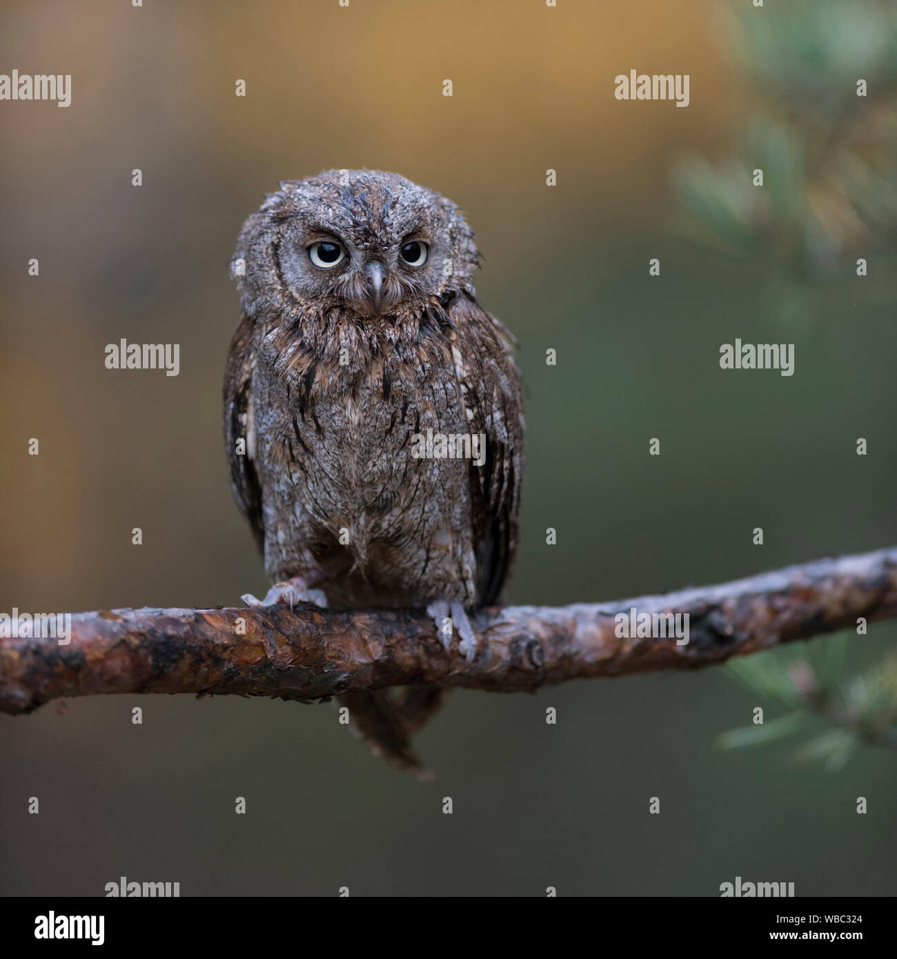 Assiolo / Zwergohreule ( Otus scops ), appollaiato su un ramo di un albero di pino, bello sfondo pulito, funny uccellino, l'Europa. Foto Stock