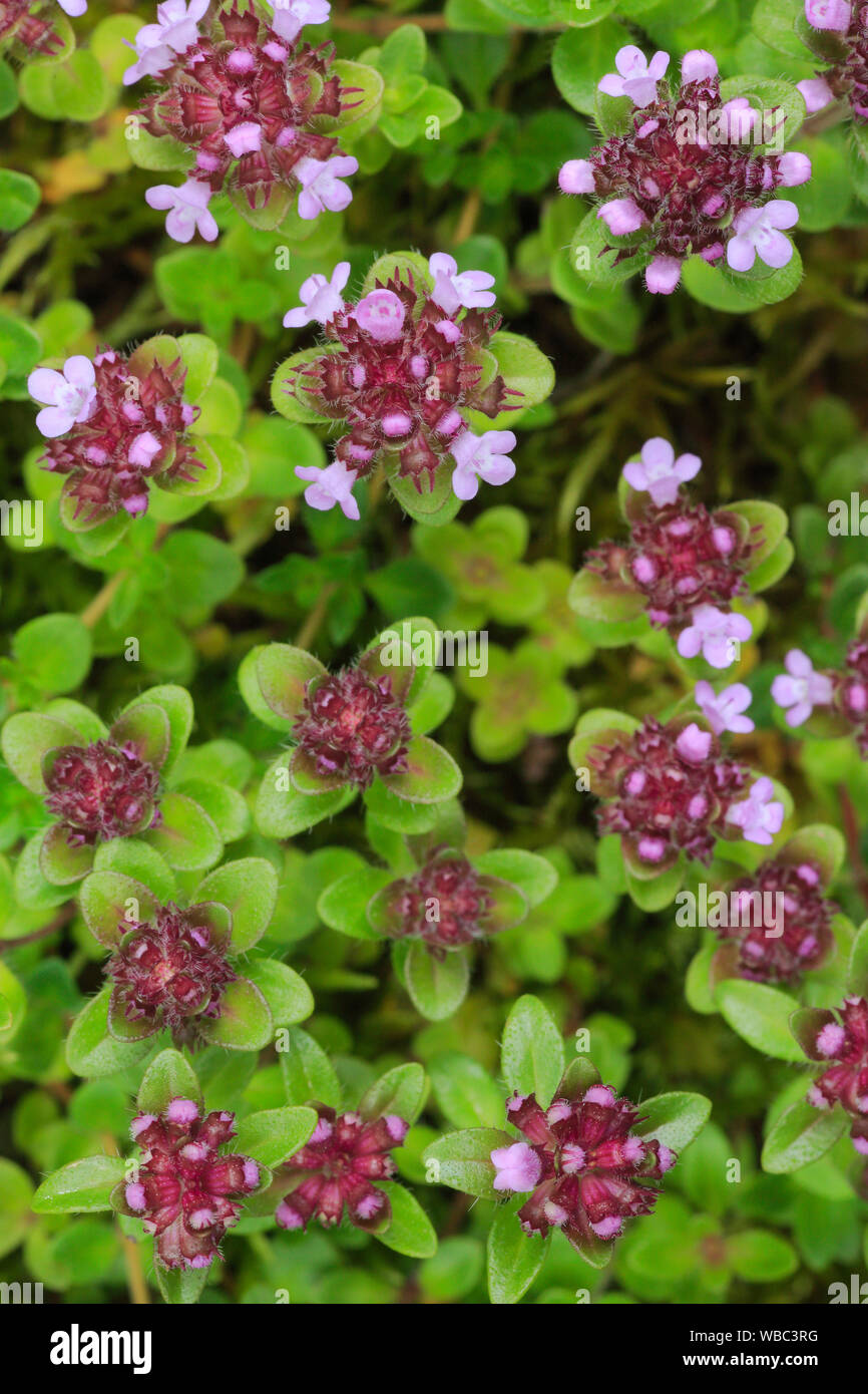 Wild Thymian (Thymus serpyllum), fioritura. Foto Stock