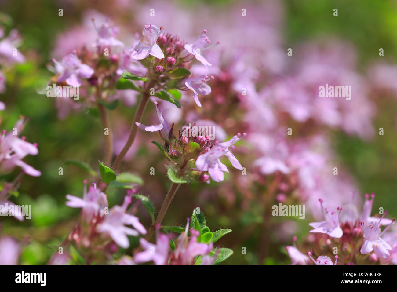 Wild Thymian (Thymus serpyllum), fioritura. Foto Stock