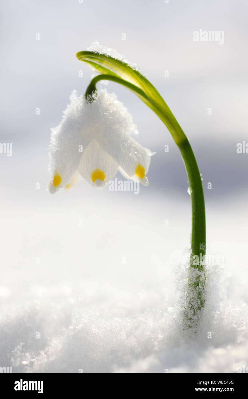 Il simbolo del fiocco di neve di primavera (Leucojum vernum), la fioritura delle piante nella neve Foto Stock