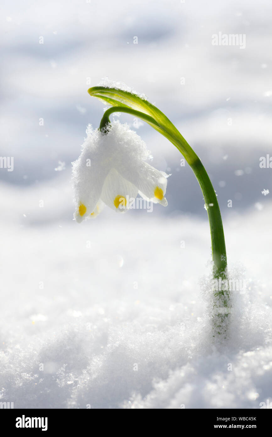 Il simbolo del fiocco di neve di primavera (Leucojum vernum), la fioritura delle piante nella neve Foto Stock