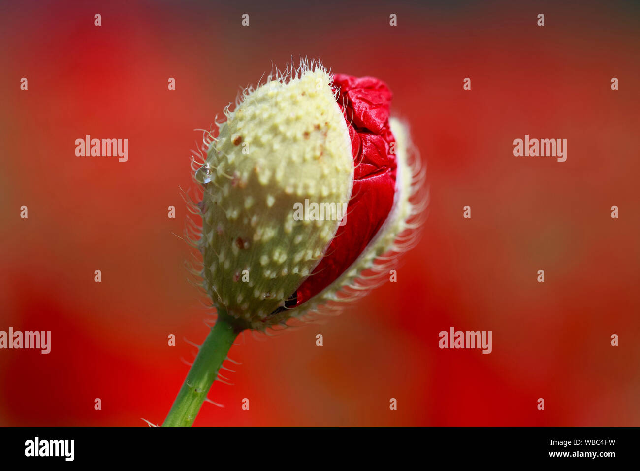 Papavero di campo di mais, semi di papavero, Fiandre Papavero (Papaver rhoeas) germoglio di fiore di apertura. Svizzera Foto Stock
