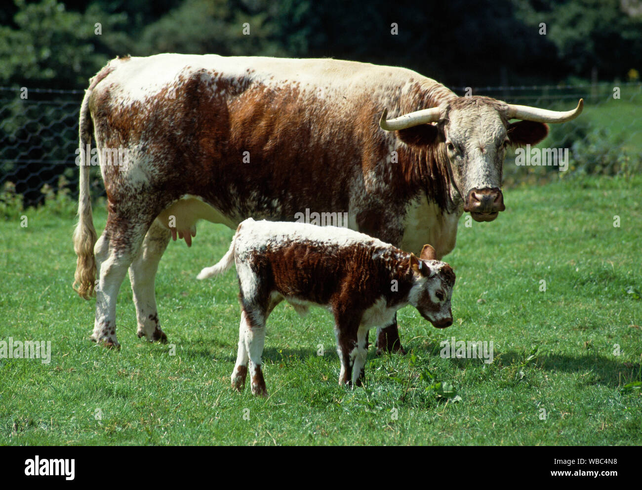 LONGHORN mucca con vitello. Razza rara. Foto Stock