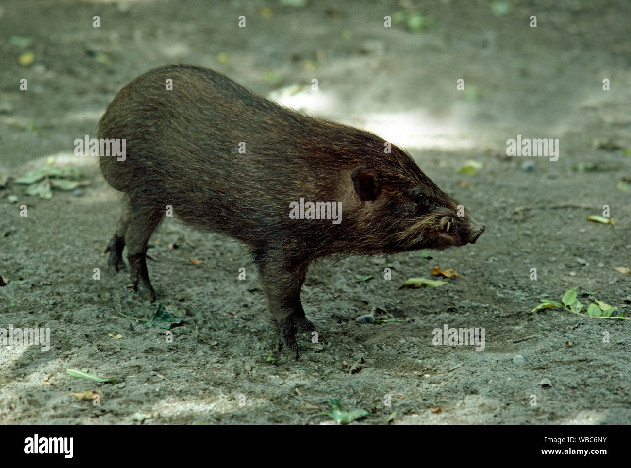Il maiale pigmeo (Sus salvanius). Lo Zoo di Zurigo, Svizzera. Animali in cattività. Specie in via di estinzione. Foto Stock