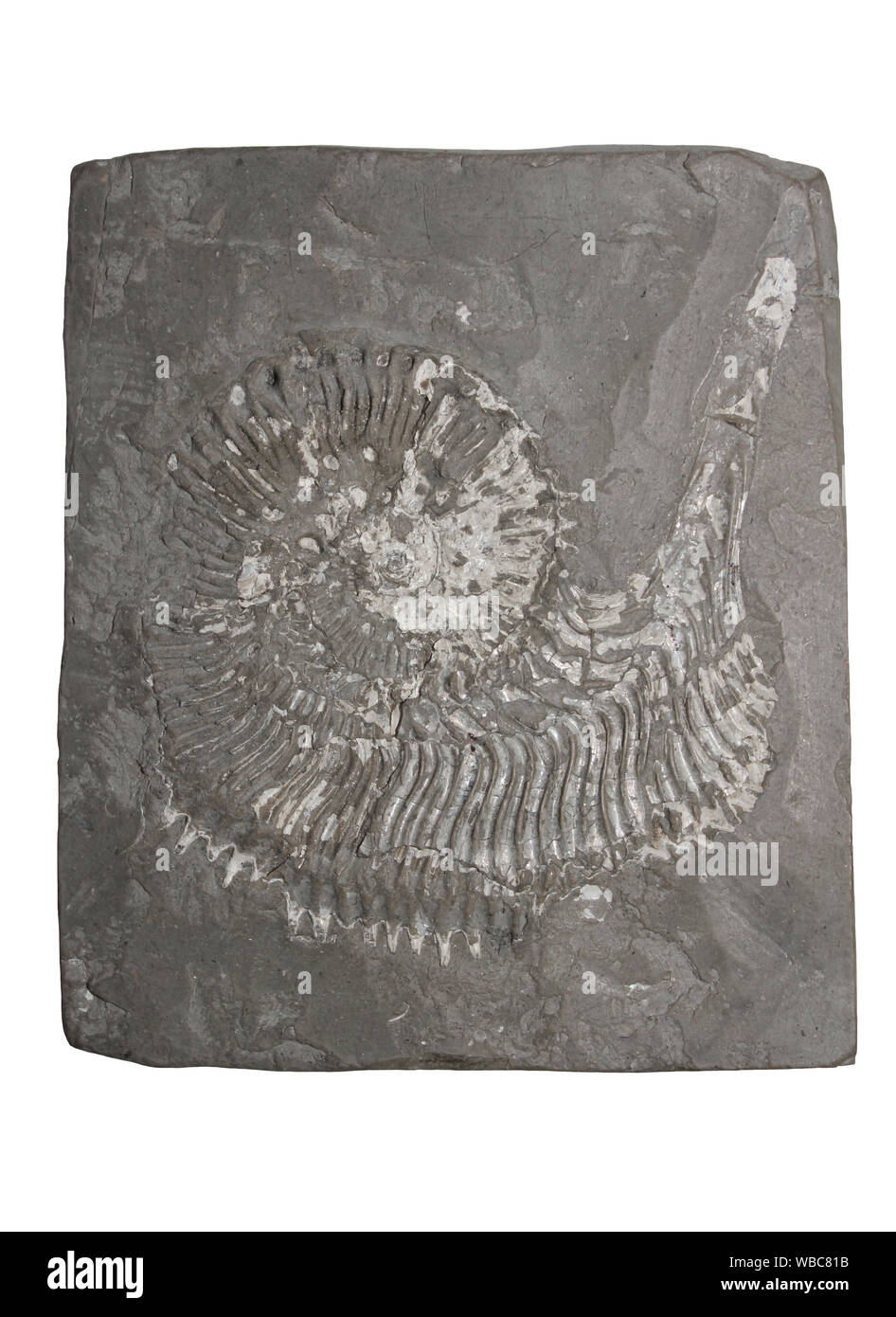 Ammonita Cosmoceras jason Jurassic, Oxford argilla Malford Cristiana, Nr Chippenham, Wiltshire, Regno Unito Foto Stock