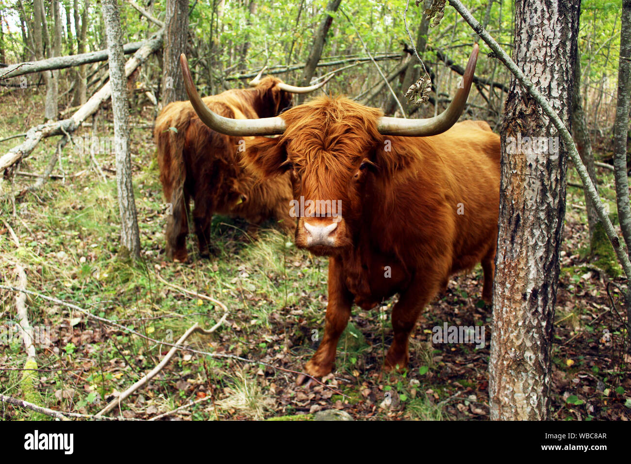 In prossimità di un altopiano Scozzese mucca con una vacca e un vitello lattante in background nella protezione della natura sito in Tallinn, Estonia Foto Stock