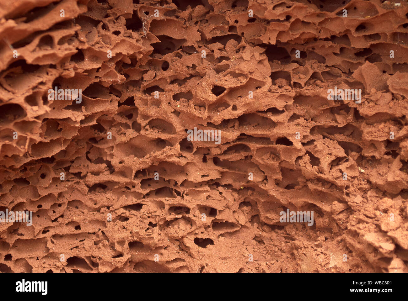 Un open, rotte termite mound fornisce una buona visione di una complessa costruzione di origine animale Foto Stock