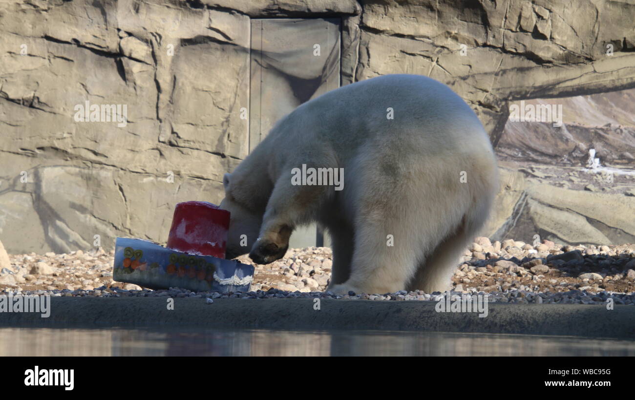 Rostock Zoo polarium open day Noria femmina orso polare cake 22 Settembre 2018 Foto Stock