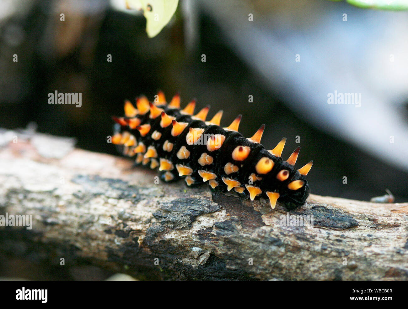 Close up di un velenoso caterpillar made in Guiana francese Foto Stock