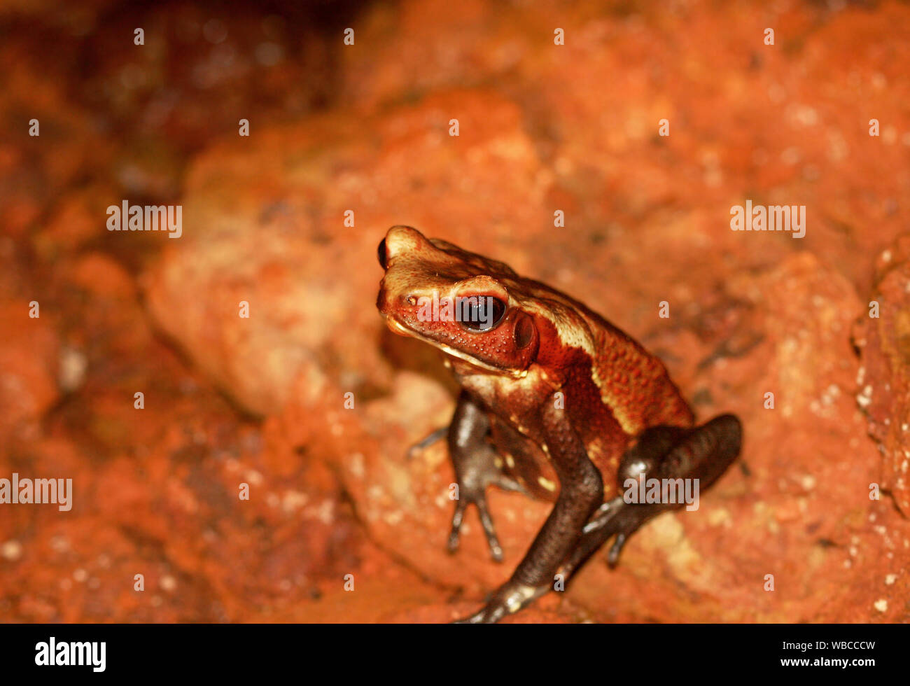 A FACCE LISCE toad (Rhaebo guttatus, precedentemente noto come Bufo guttatus) seduto in una nascosta oscura grotta rocciosa piano. Preso in Guiana francese Foto Stock
