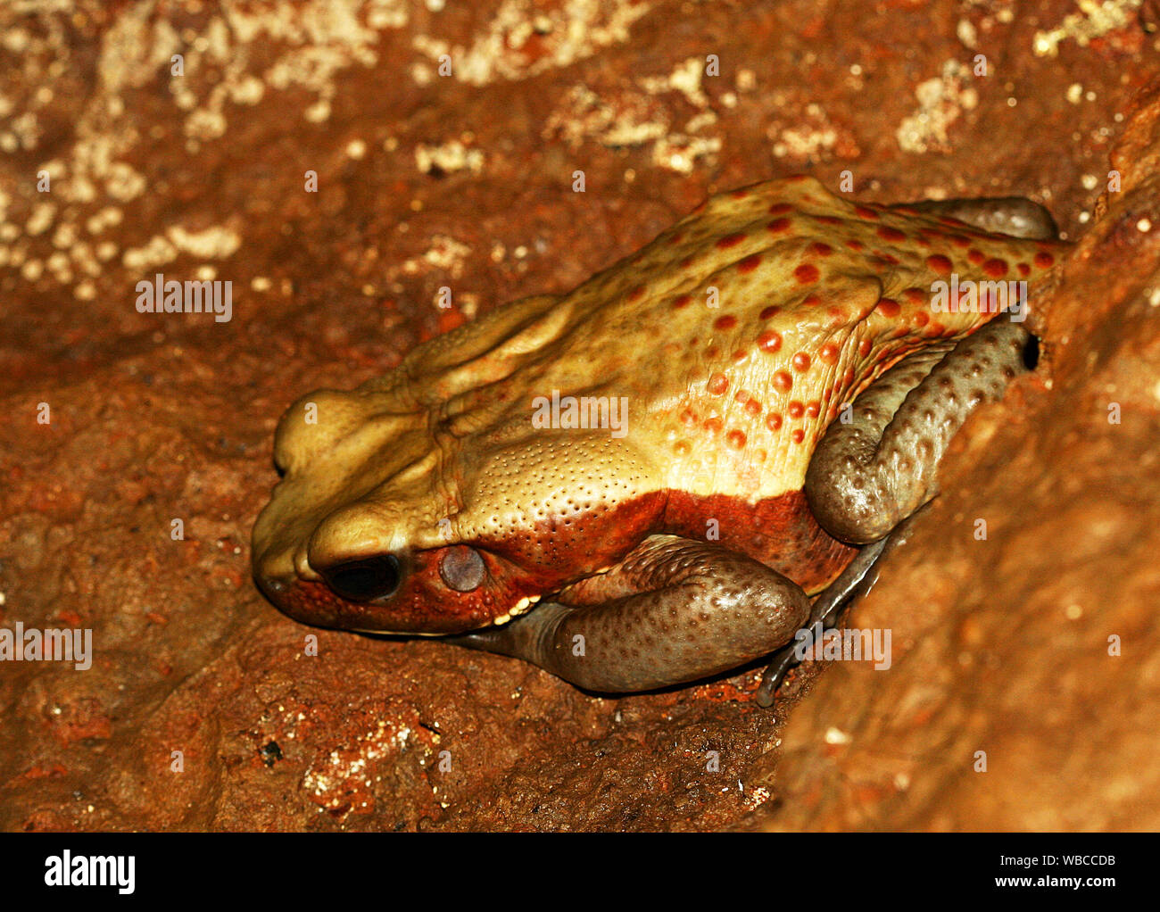 A FACCE LISCE toad (Rhaebo guttatus, precedentemente noto come Bufo guttatus) seduto in una nascosta oscura grotta rocciosa piano. Preso in Guiana francese Foto Stock