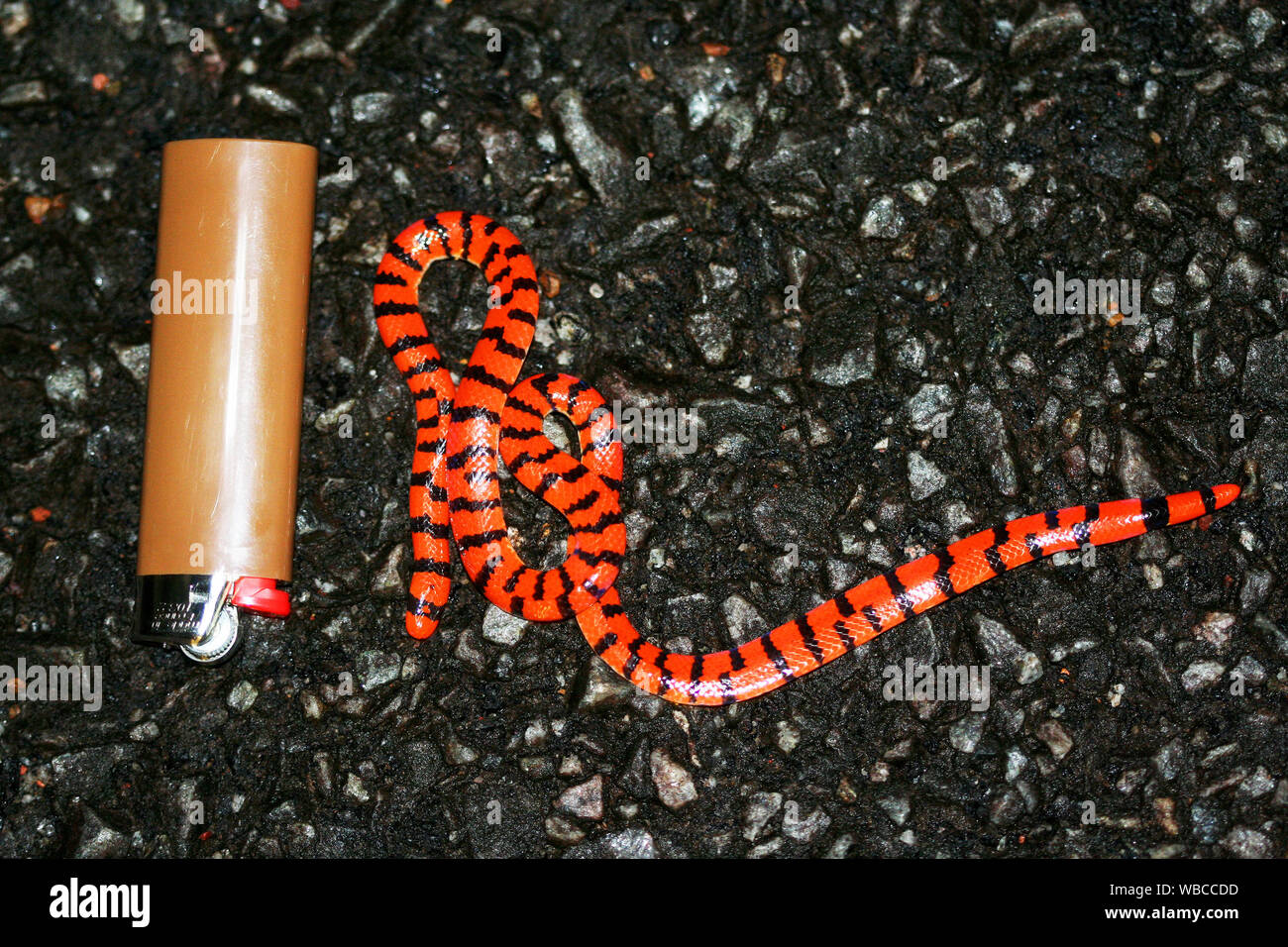 Piccolo falso corallo Serpente (Anilius scytale) fotografato in Guiana francese Foto Stock