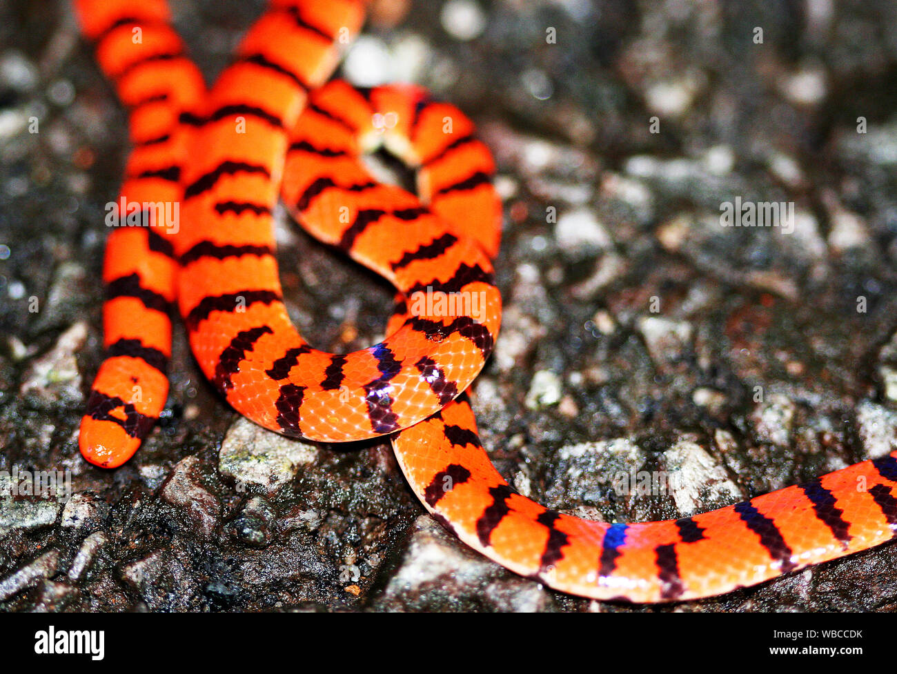 Piccolo falso corallo Serpente (Anilius scytale) fotografato in Guiana francese Foto Stock