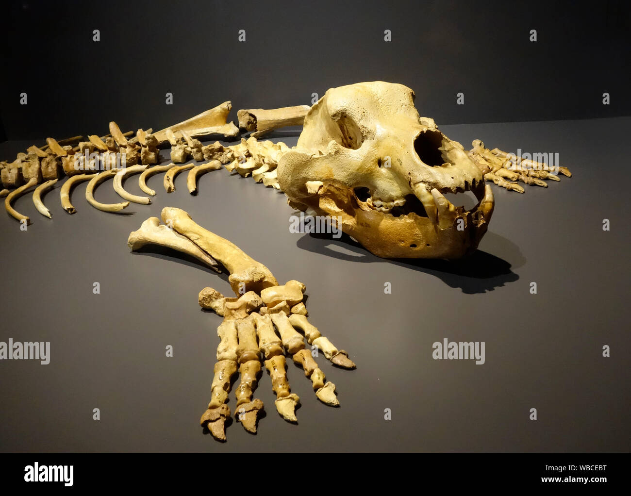 Scheletro (una parte) di (Ursus spelaeus). Origine dalla Grotta "Potocka Zjavka', Slovenia. Foto Stock