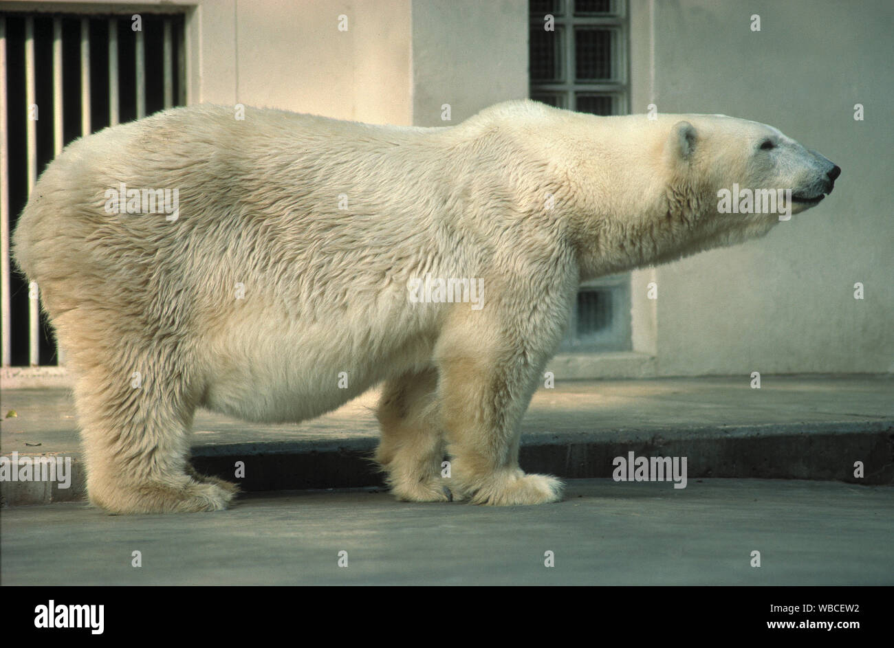Orso polare (Ursus maritimus), in un enclosure obsoleti in un giardino zoologico, serraglio. Senza fantasia, sterile, priva di arricchimento ambientale. Europa orientale.​ Foto Stock