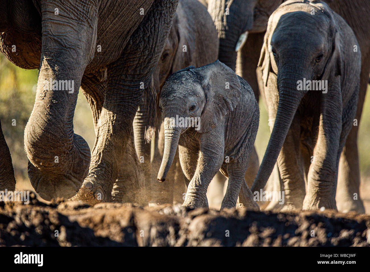 Un Baby Elephant passi fuori con altri membri della mandria come essi gara ad un waterhole sulla Riserva di Mashatu, Botswana. Essi sono il più grande animale di terra. Foto Stock