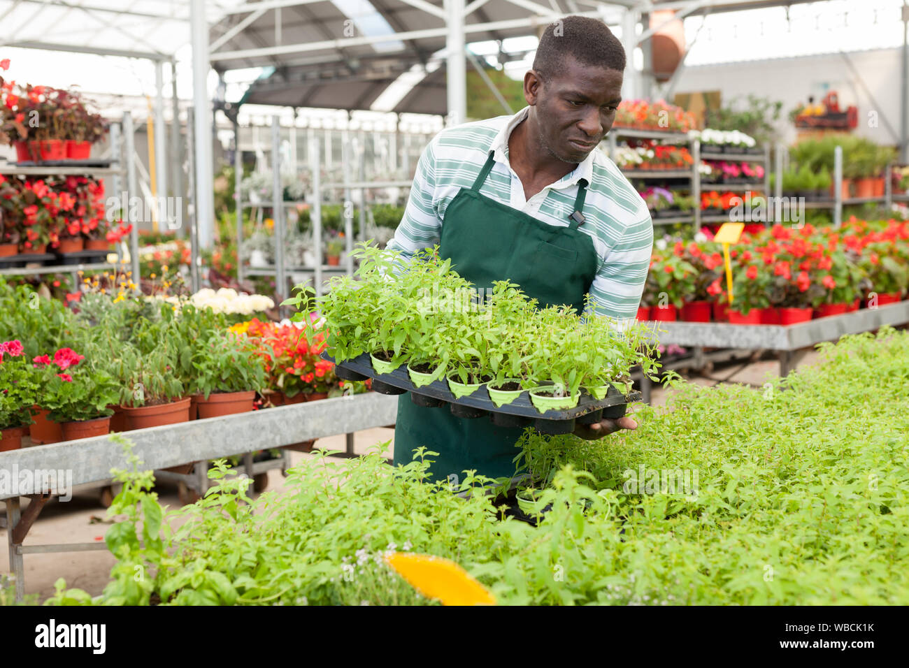 African American uomo fioraio disponendo le piante ornamentali in vaso mentre il giardinaggio in serra Foto Stock