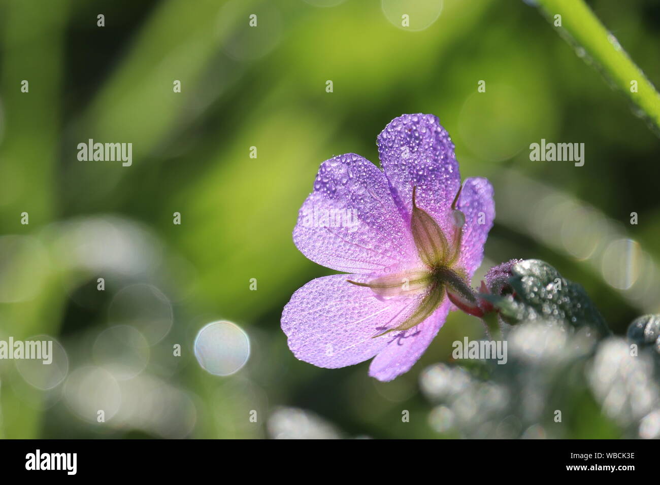 Gocce di acqua su un fiore, Geranium pratense fiorisce su un prato estivo, macro shot in presenza di luce solare. Pianta medicinale sul verde sfondo sfocato, rugiada Foto Stock