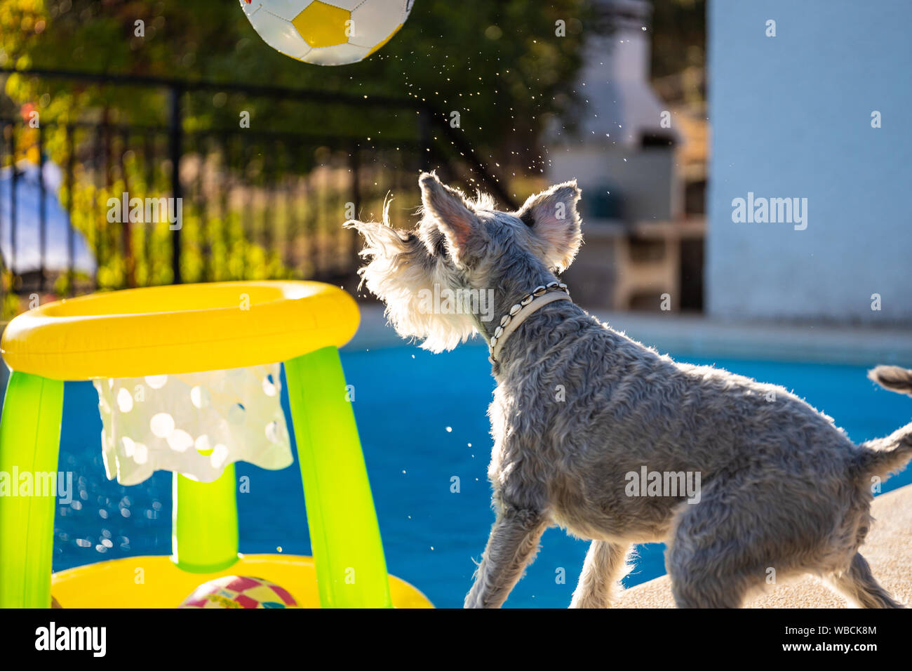 Grigio Schnauzer in miniatura in corrispondenza del bordo di un pool di gettare una palla verso un cestello gonfiabile Foto Stock