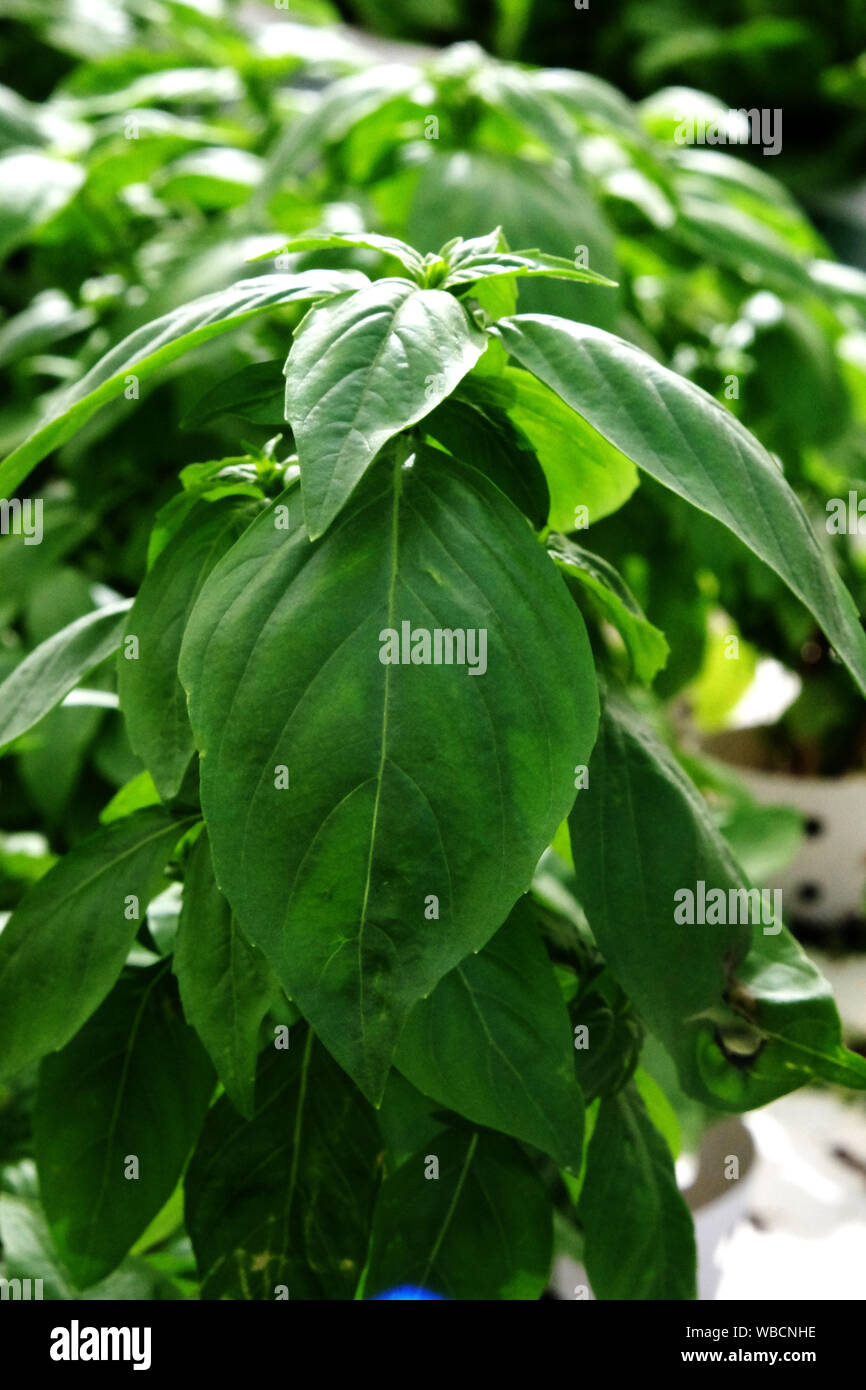 Di foglie di basilico fresco sulla pianta crescente Foto Stock