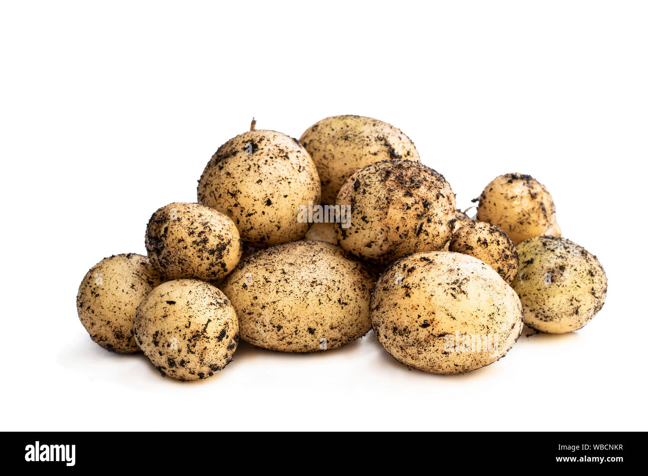 Cumulo di primo earlies i tuberi di patate isolato su bianco Foto Stock