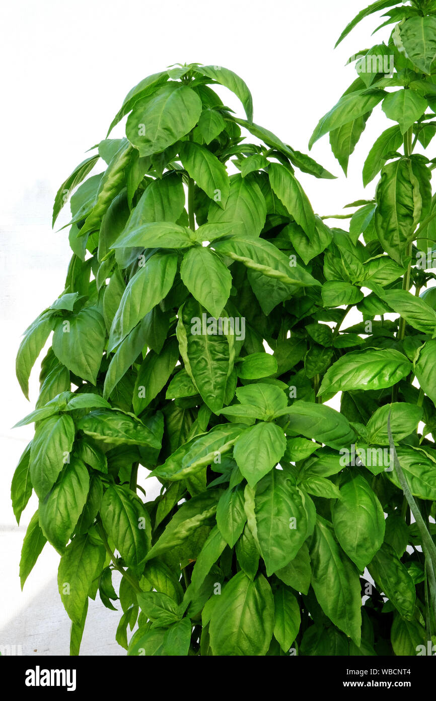 Di foglie di basilico fresco sulla pianta crescente Foto Stock