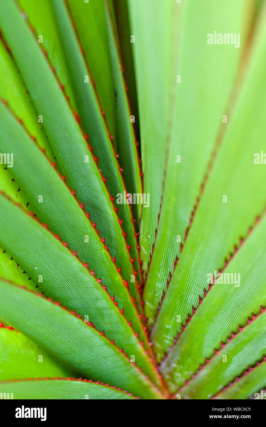 I modelli naturali di piante verdi con red torns Foto Stock