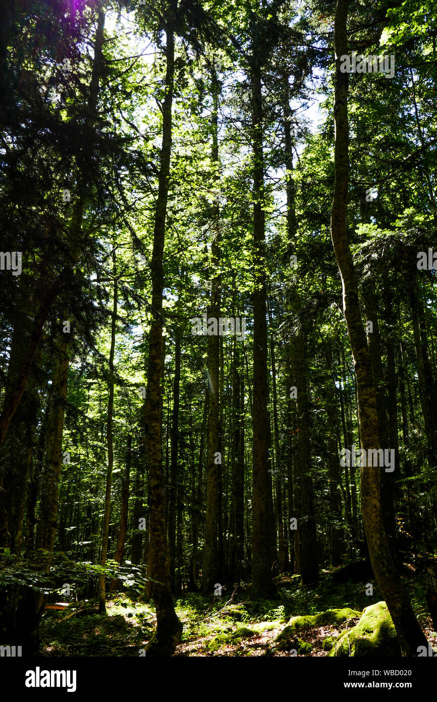 Abeti foresta, Corrençon, Vercors altopiano, Isere, Francia Foto Stock