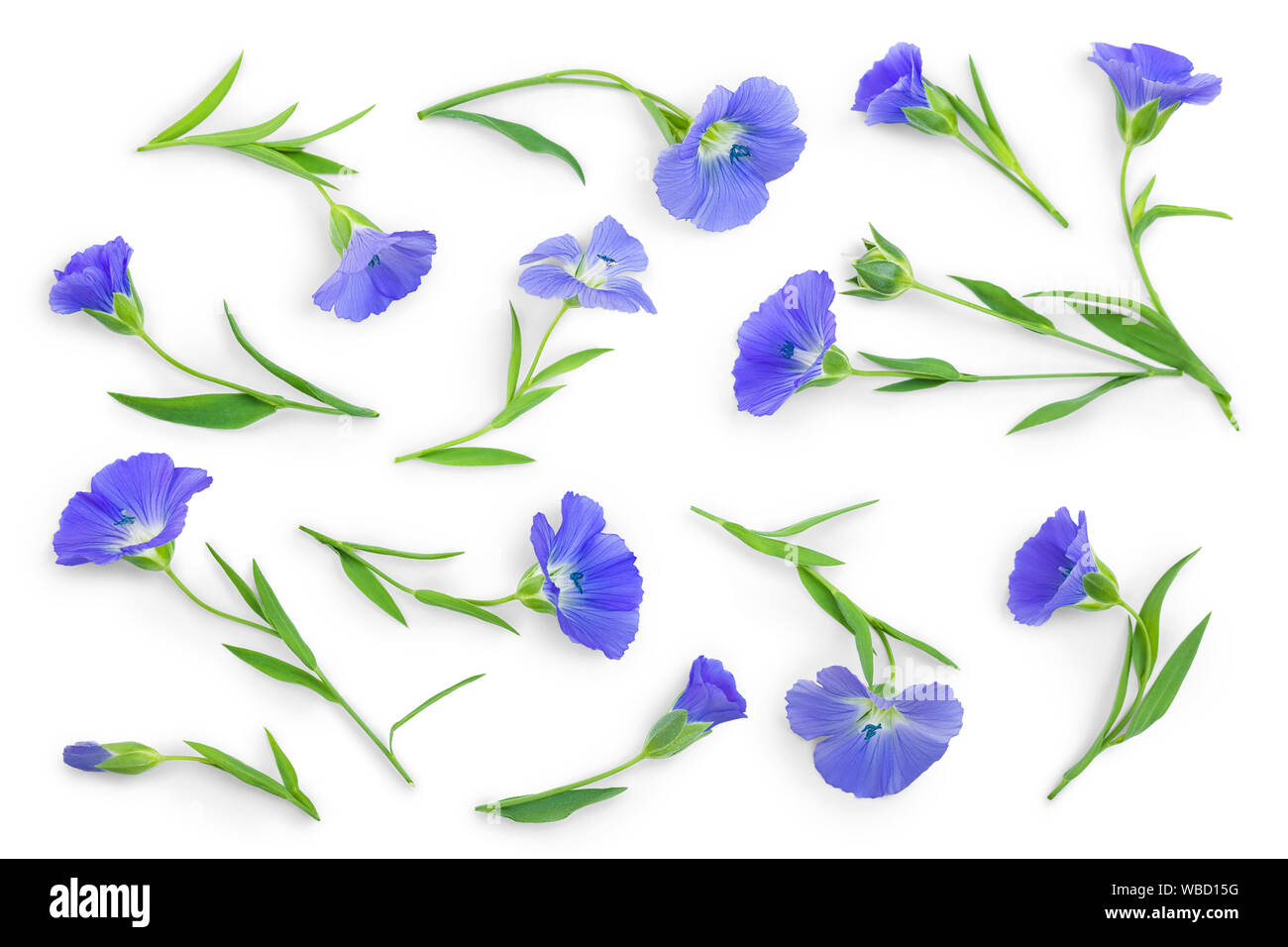 Fiori semi di lino o di Linum usitatissimum isolati su sfondo bianco . Vista superiore, laici piatta Foto Stock