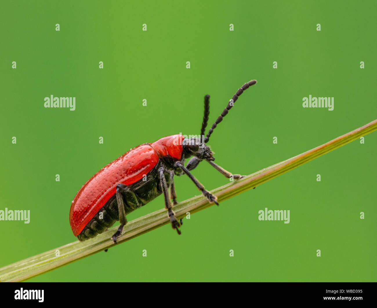 Scarlet Lily Bug sul gambo di erba Foto Stock