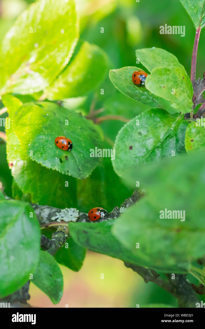 Red ladybugs su foglie verdi in giardino Foto Stock