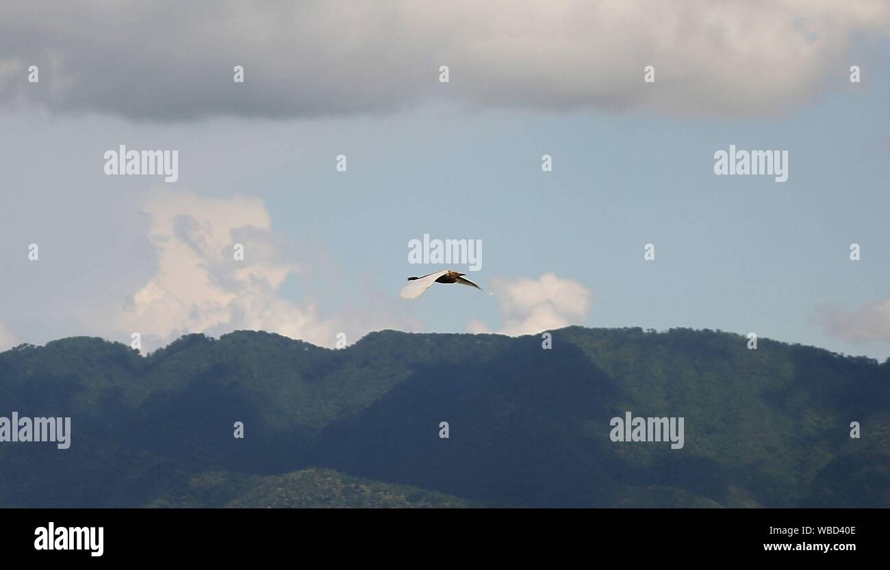 Kathmandu, Nepal. 26 Ago, 2019. Un uccello vola sopra il laghetto Chandrajyoti a Saukhel vicino Pharping, a circa 20 km dalla capitale Kathmandu, Nepal, Agosto 26, 2019. Credito: Xinhua/Alamy Live News Foto Stock