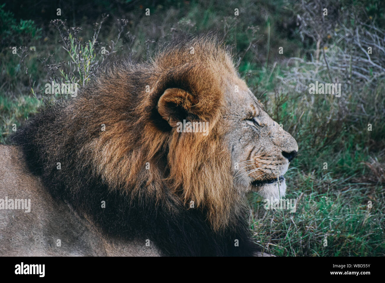 Vista di profilo della testa di adulto maschio lion contro la vegetazione verde Foto Stock