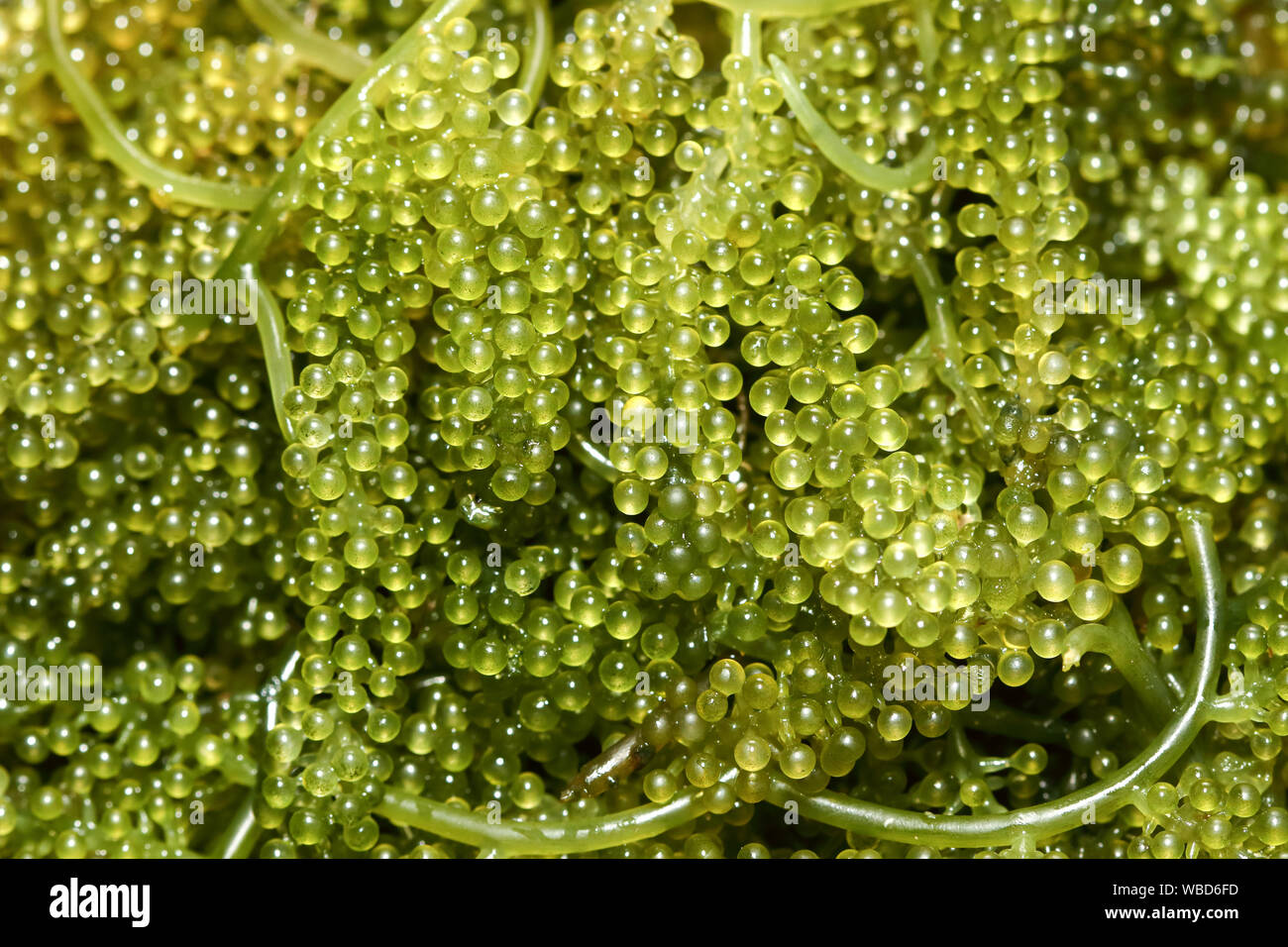 Le uve del mare / Verde caviale (Caulerpa lentillifera) un sano cibo alle alghe Foto Stock
